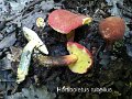 Hortiboletus rubellus-amf317